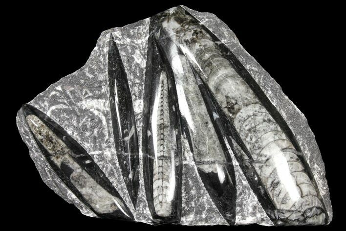 Polished Fossil Orthoceras (Cephalopod) Plate - Morocco #127729